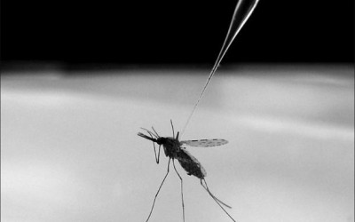 Zika Outside of the Americas?